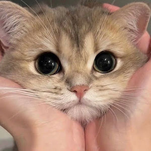 Meet your Posher, Bella